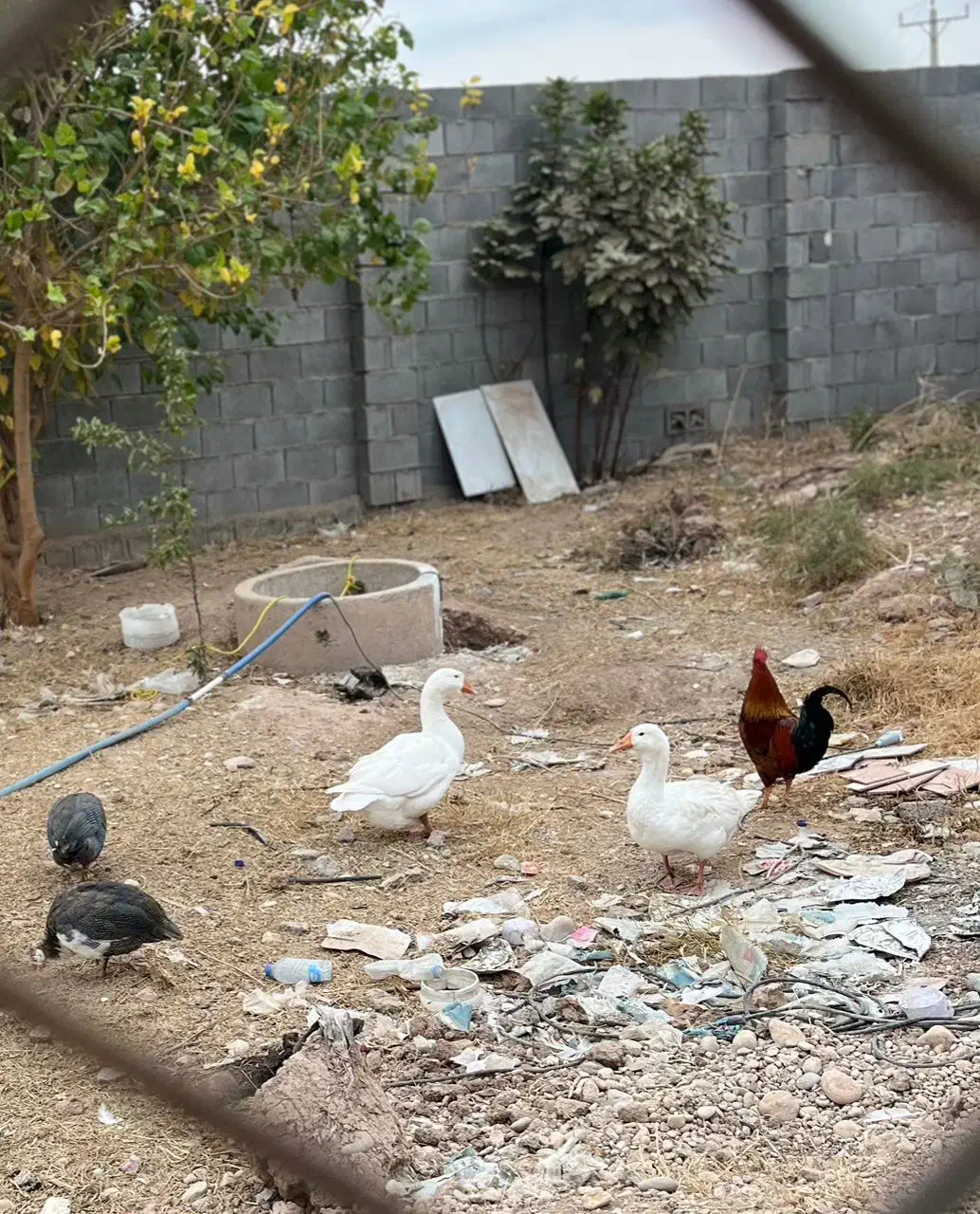 دوعدد قوقاز|حیوانات مزرعه|دزفول, |دیوار