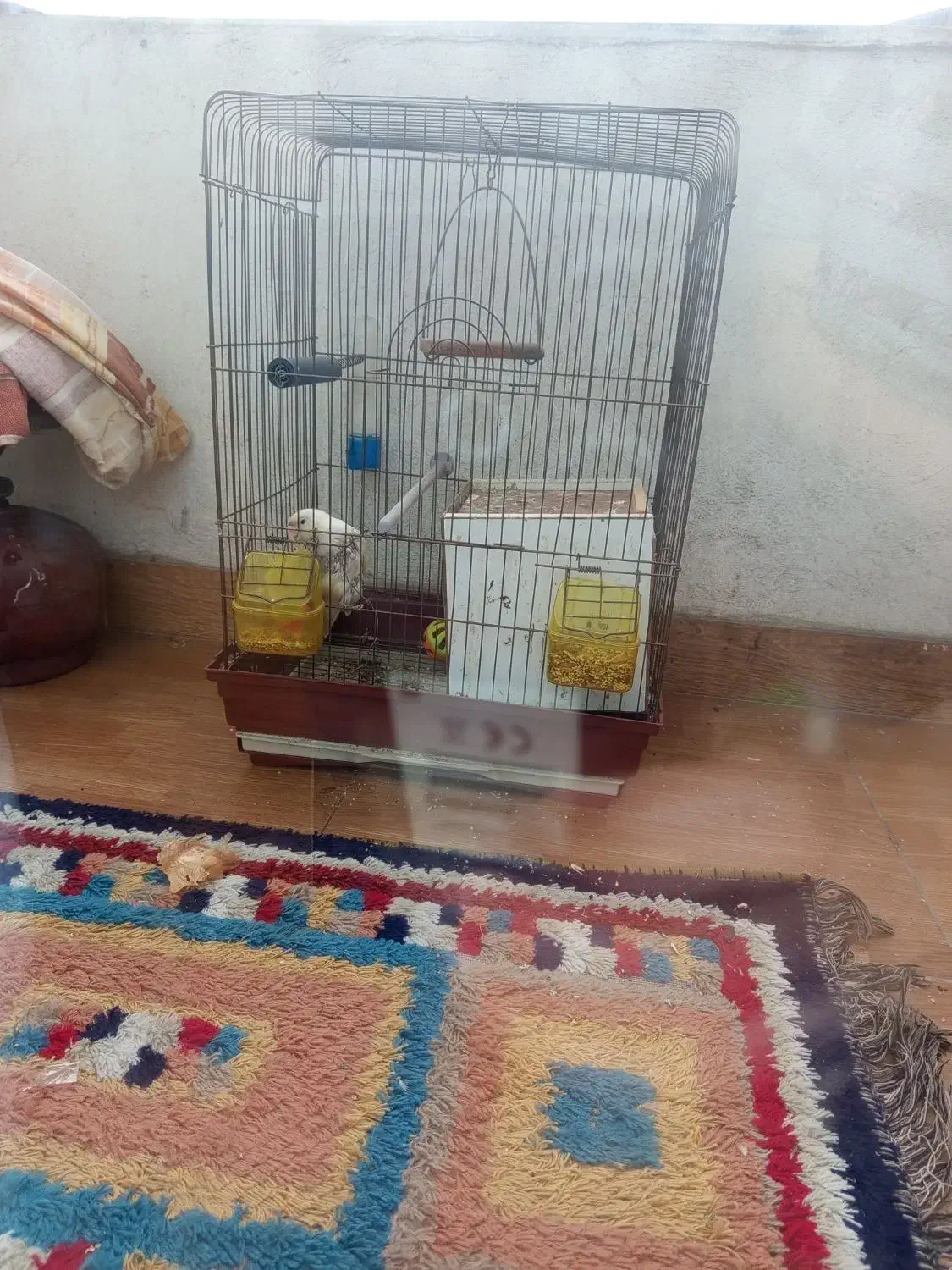 دوتا طوطی برزیلی نر و ماده|پرنده|رشت, کوی مهر|دیوار