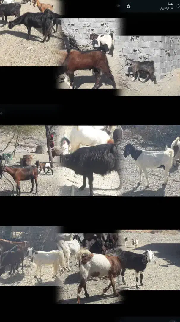 فروش بز، کهره و نریگ چاق و سرحال|حیوانات مزرعه|رودخانه, |دیوار