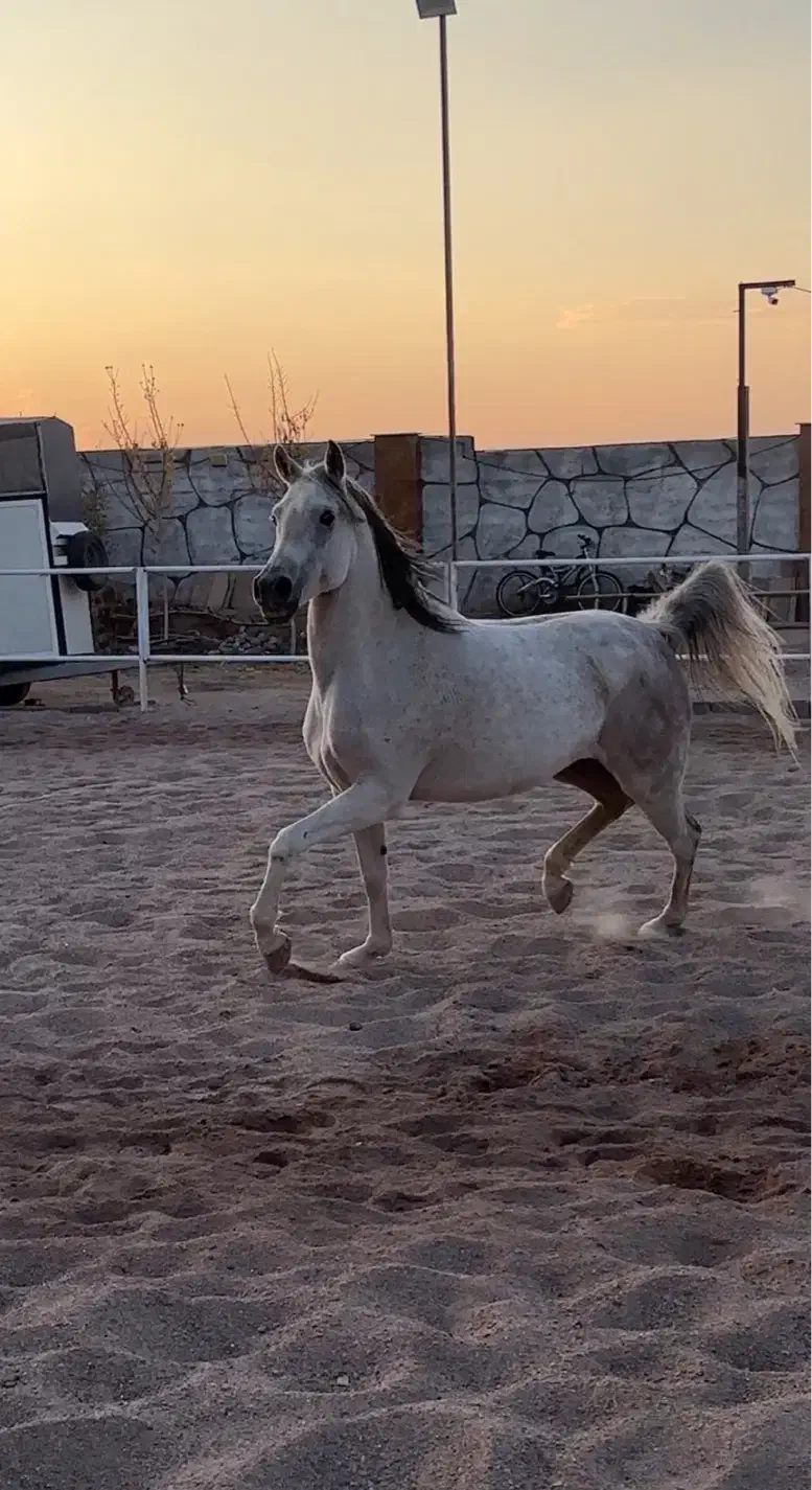 مادیان عرب ۶ دانگ دمگیر|اسب و تجهیزات اسب‌سواری|تهران, پاسداران|دیوار