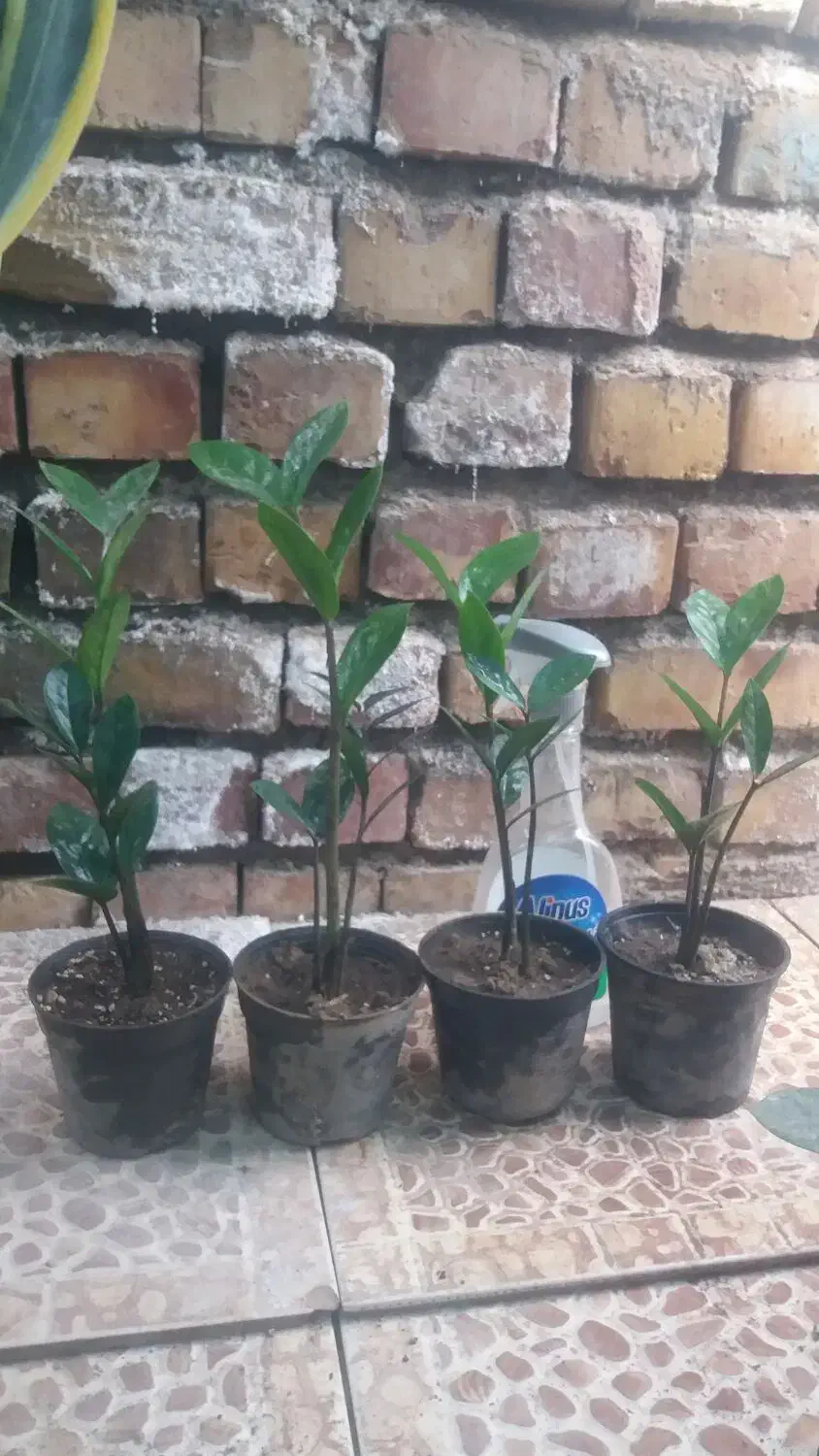 زاموفیلیا|گل و گیاه طبیعی|نیشابور, ده حلاج|دیوار