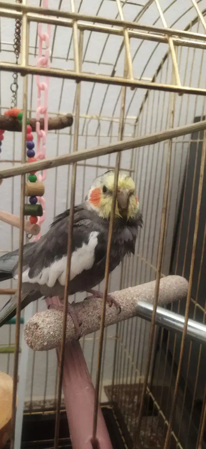 عروس هلندی|حیوانات|کرمانشاه, |دیوار