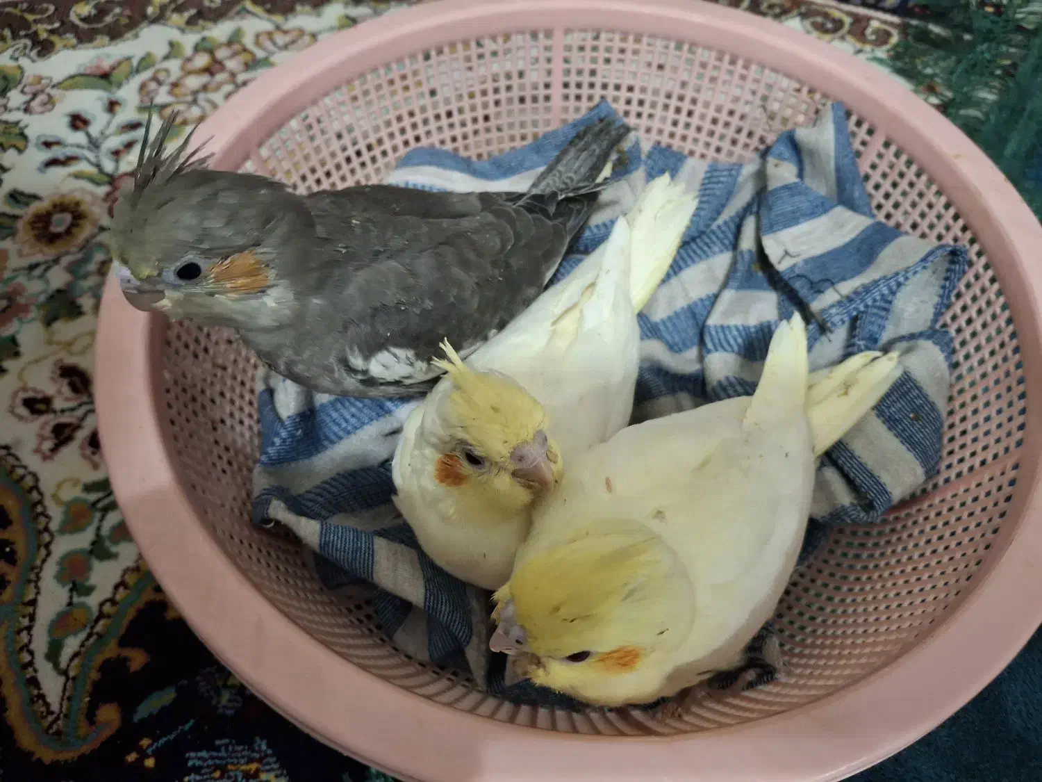 عروس هلندی ۲ ماهه و یک ماهه|پرنده|شیراز, دست خضر|دیوار