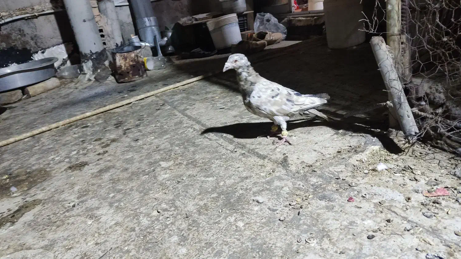 سار شکلاتی نر غریبه|پرنده|فردوس (خراسان), |دیوار