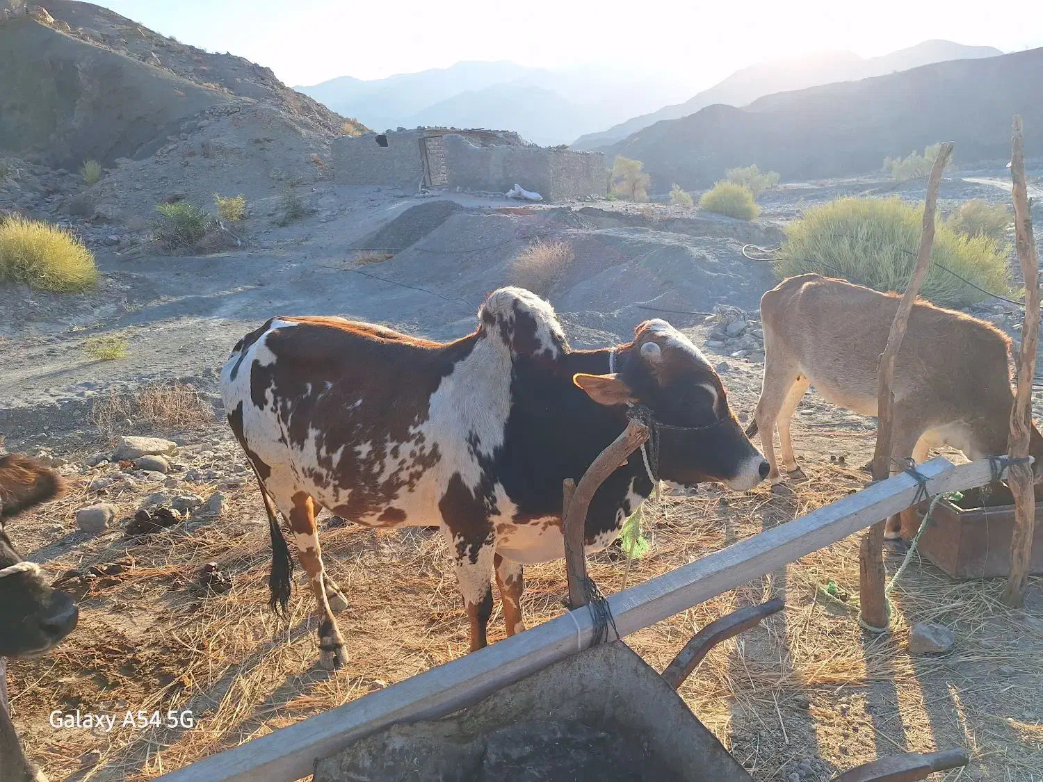 گاونرخیلی خوب ارام|حیوانات مزرعه|بشاگرد, |دیوار