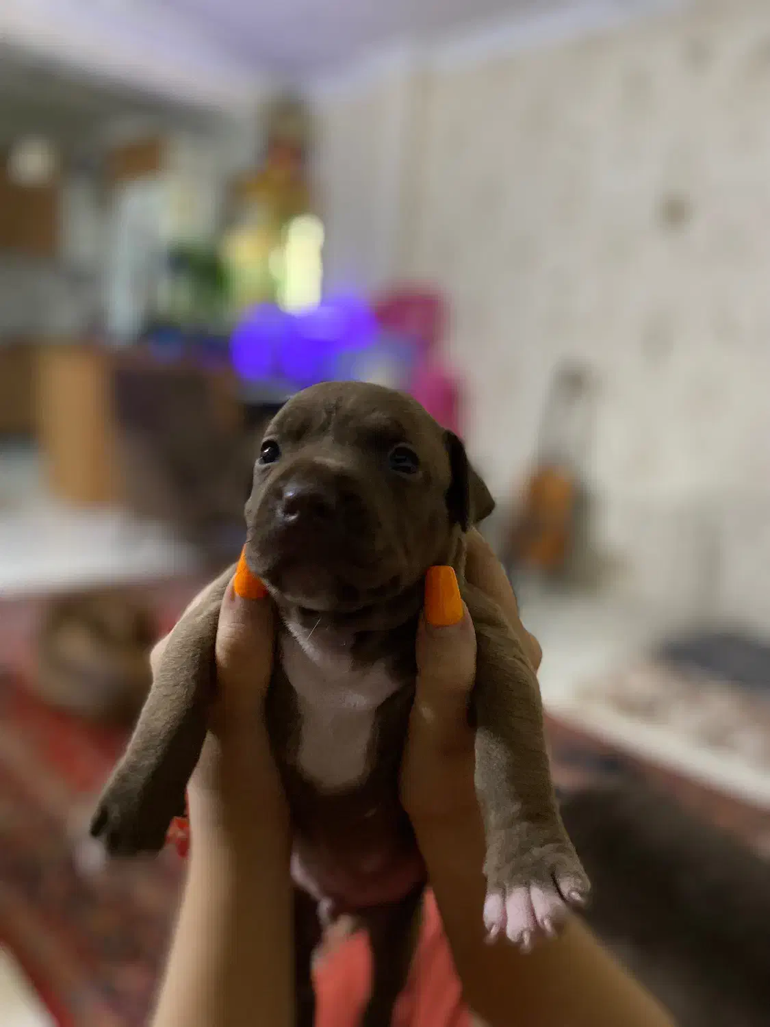 توله پیت بول|سگ|تهران, شارق|دیوار