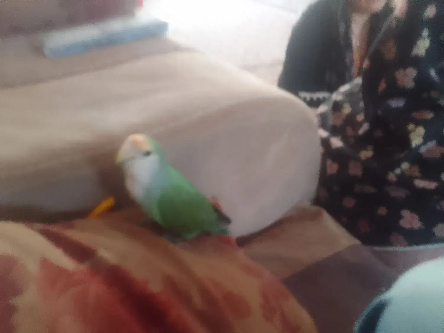 کوتوله گمشده|پرنده|اردکان, |دیوار