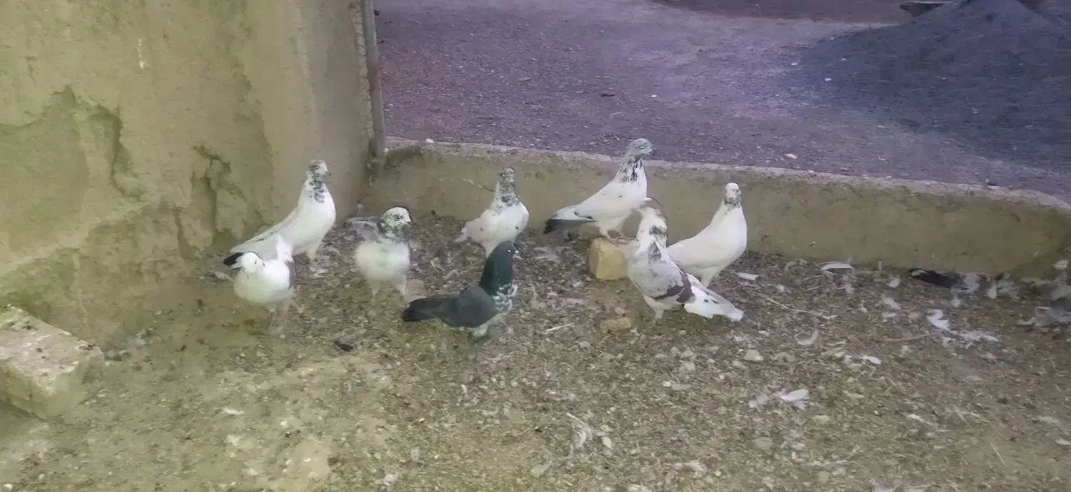 کفتر|پرنده|ساروق, |دیوار