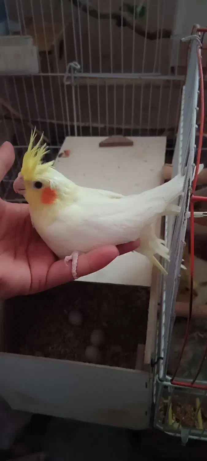 3 تا عروس هلندی ۶۰ روزه|پرنده|شوشتر, |دیوار