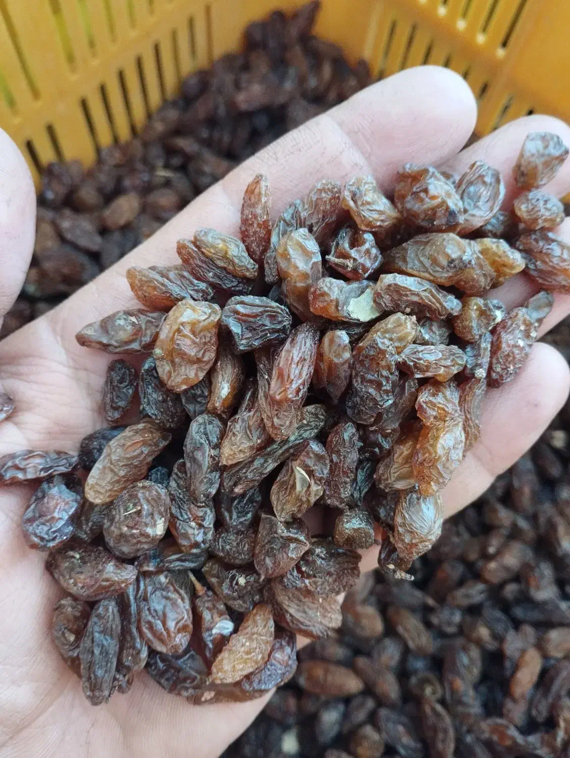 کشمش آفتابی کاشمر|عمده‌فروشی|گرگان, |دیوار