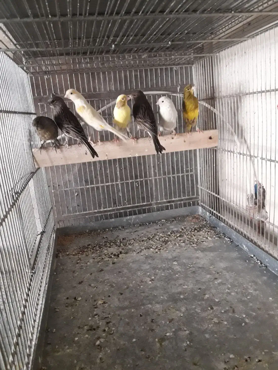 ۲۵ عددقناری درجه یک|پرنده|نهاوند, |دیوار