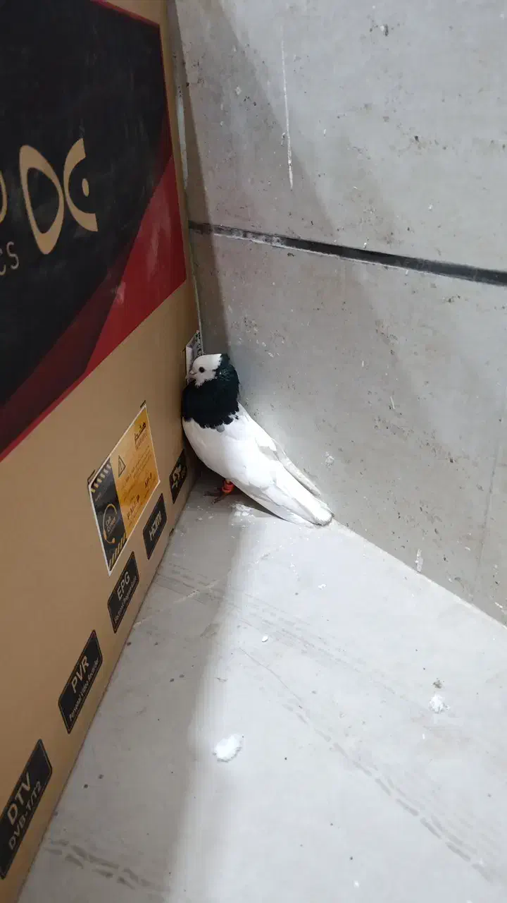 طوقی|پرنده|سبزوار, فیاض|دیوار