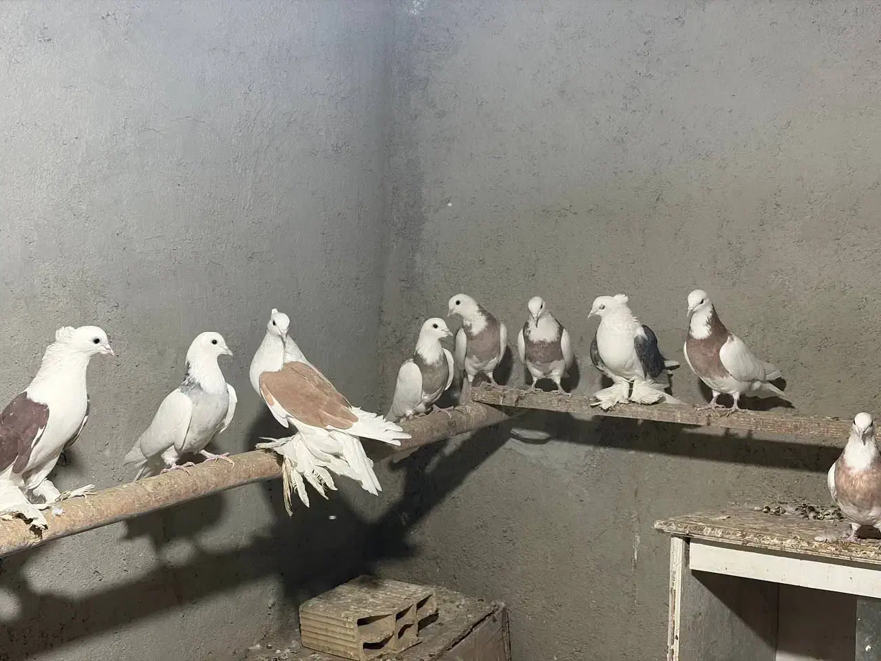 طوقی و پاپر|پرنده|بهار, |دیوار