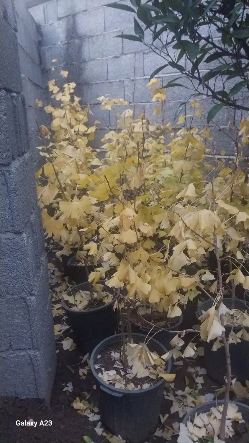 فروش گیاه ژینکو|گل و گیاه طبیعی|رحیمآباد, |دیوار