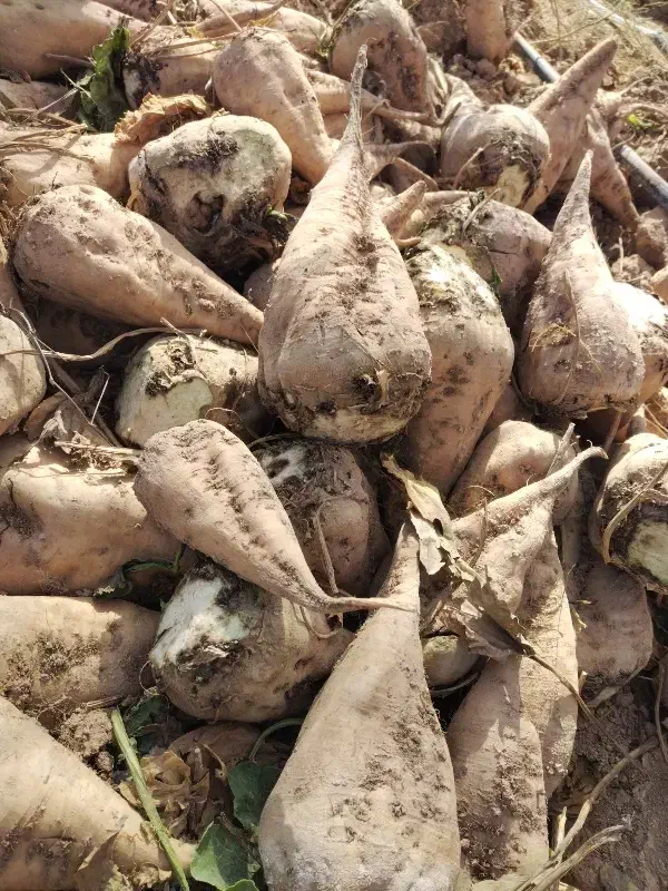 چغندر قند و تفاله|خدمات باغبانی و درختکاری|قوچان, |دیوار