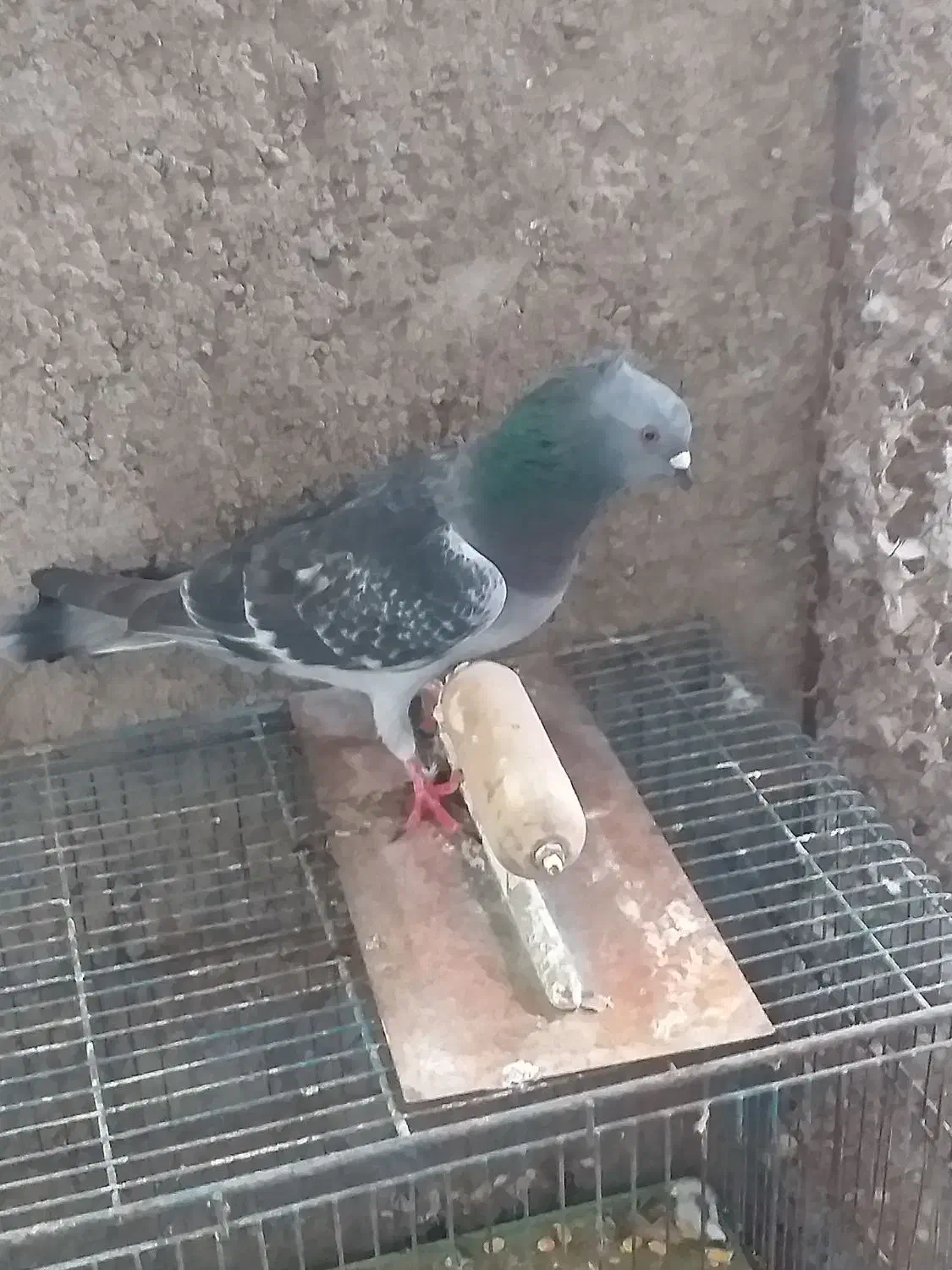 نر چهی شامی کاکلی|پرنده|دزفول, |دیوار