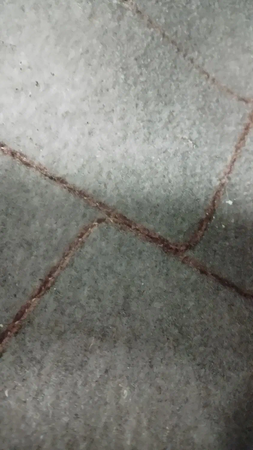 موکت  در حد نو فقط ۶ ماه استفاده شده|موکت|چالوس, |دیوار