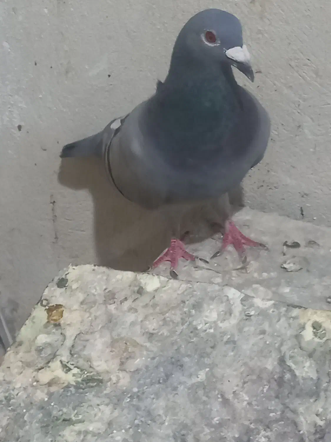 یک جفت المانی|پرنده|مهریز, |دیوار