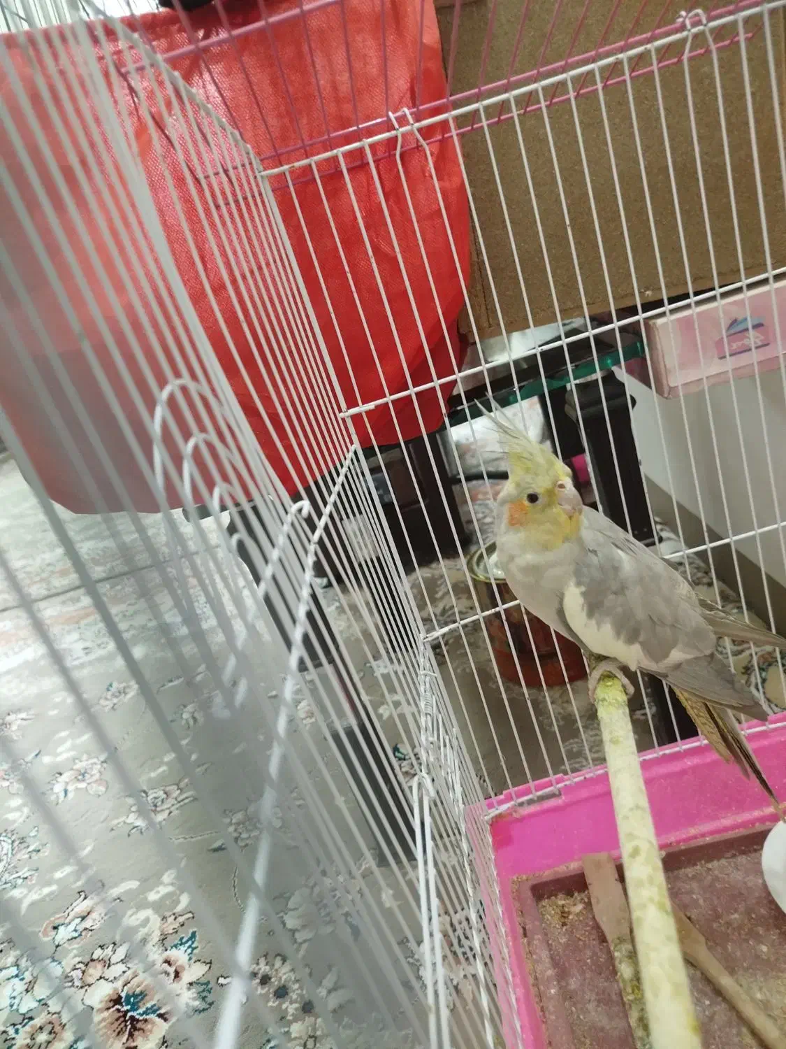 عروس هلندی|پرنده|حمیدیا, |دیوار