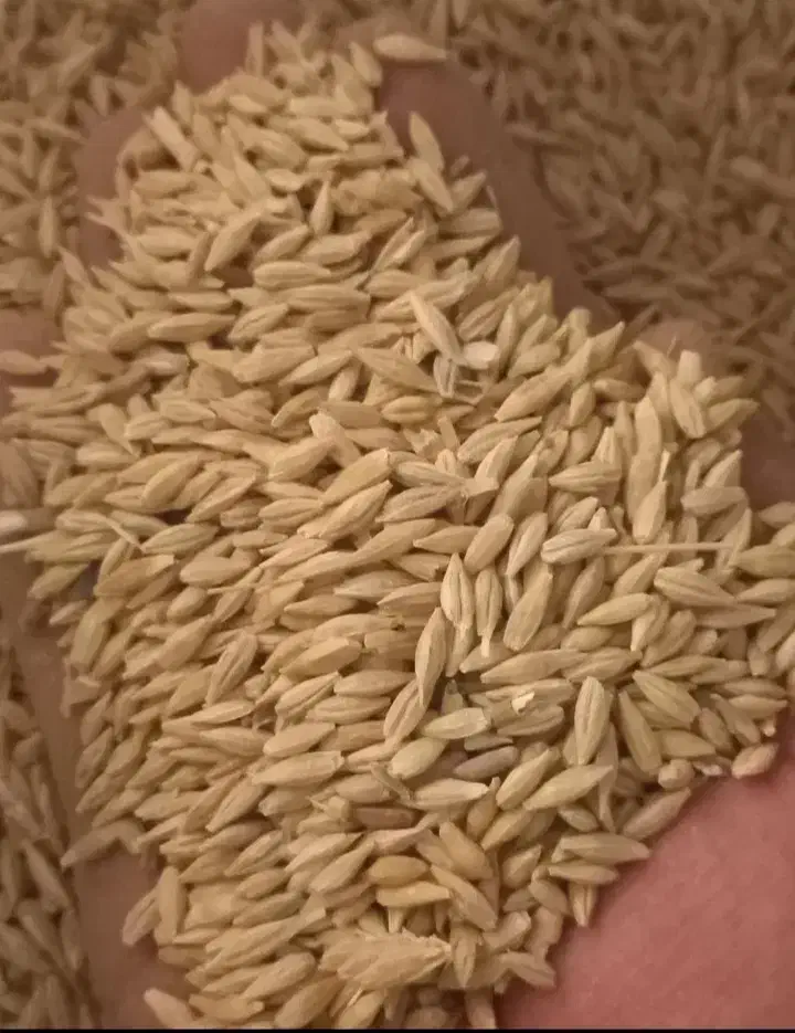 جو محلی|خدمات باغبانی و درختکاری|شیراز, دارالرحمه|دیوار