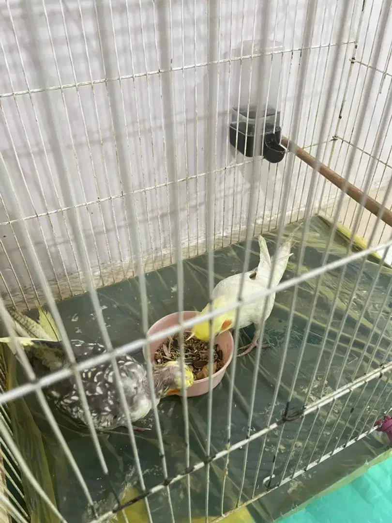 عروس هلندی|پرنده|رودهن, |دیوار