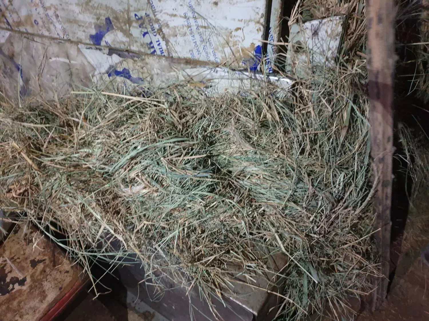 گیاه|گل و گیاه طبیعی|میناب, |دیوار