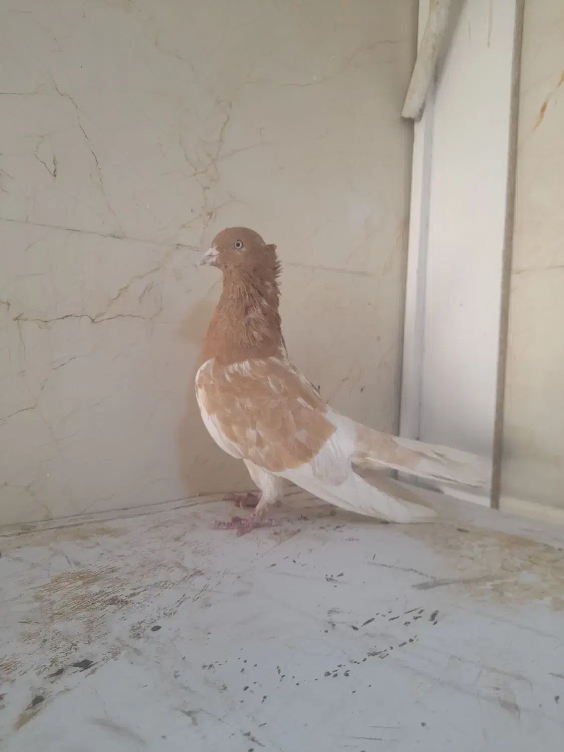 کبوتر رنگی نر ماده|پرنده|شیراز, کرونی(خاتونک)|دیوار