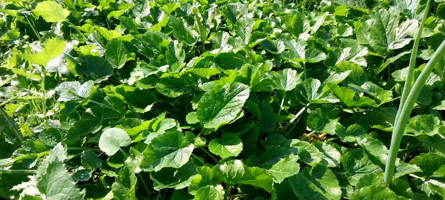 سبزی‌های محلی ،کاملا ارگانیک|خوردنی و آشامیدنی|دالخانی, |دیوار