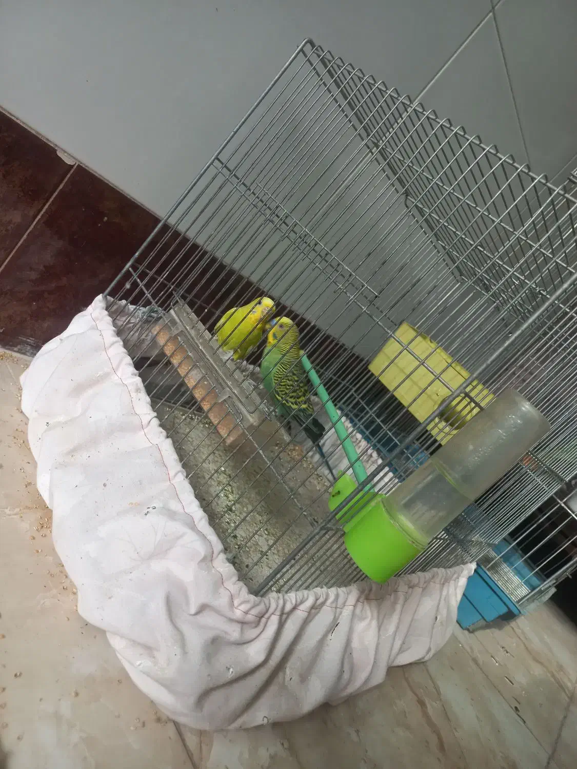 مرغ عشق نژاد دار بالغ|پرنده|اصفهان, ارداجی|دیوار