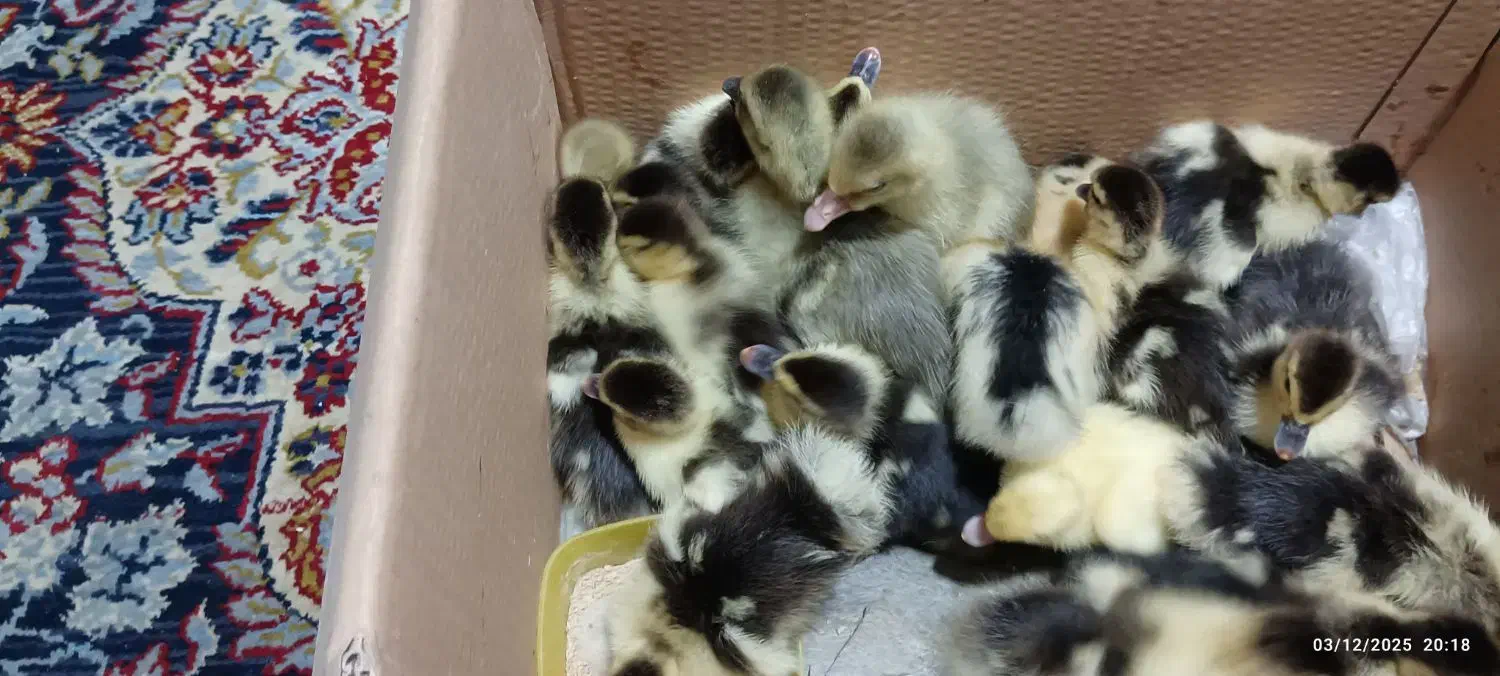 جوجه اردک روسی و جوجه غاز|حیوانات مزرعه|زرگرشهر, |دیوار