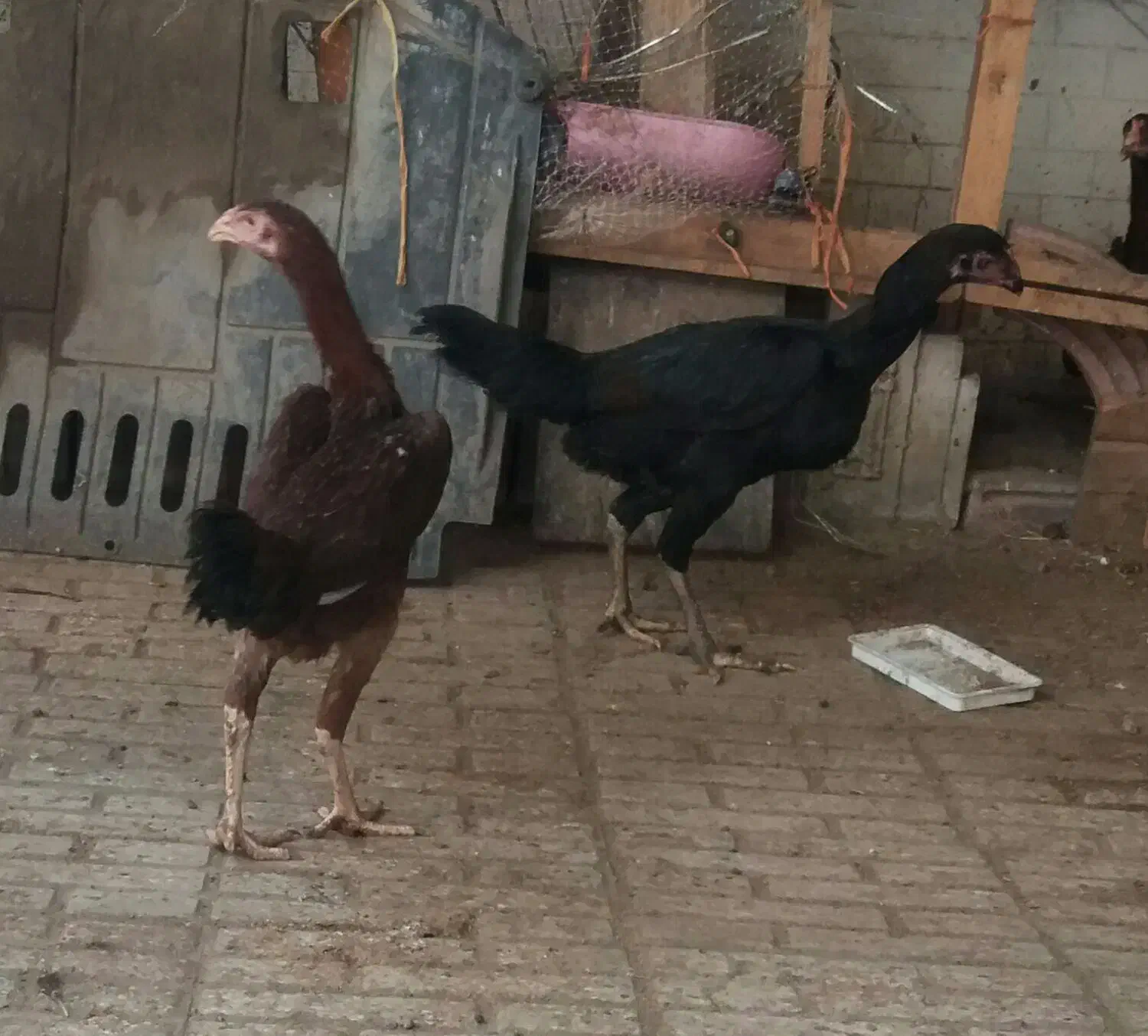 تعدادی مرغ وخروس وجوجه لاری نجات افغان|حیوانات مزرعه|قائمشهر, |دیوار