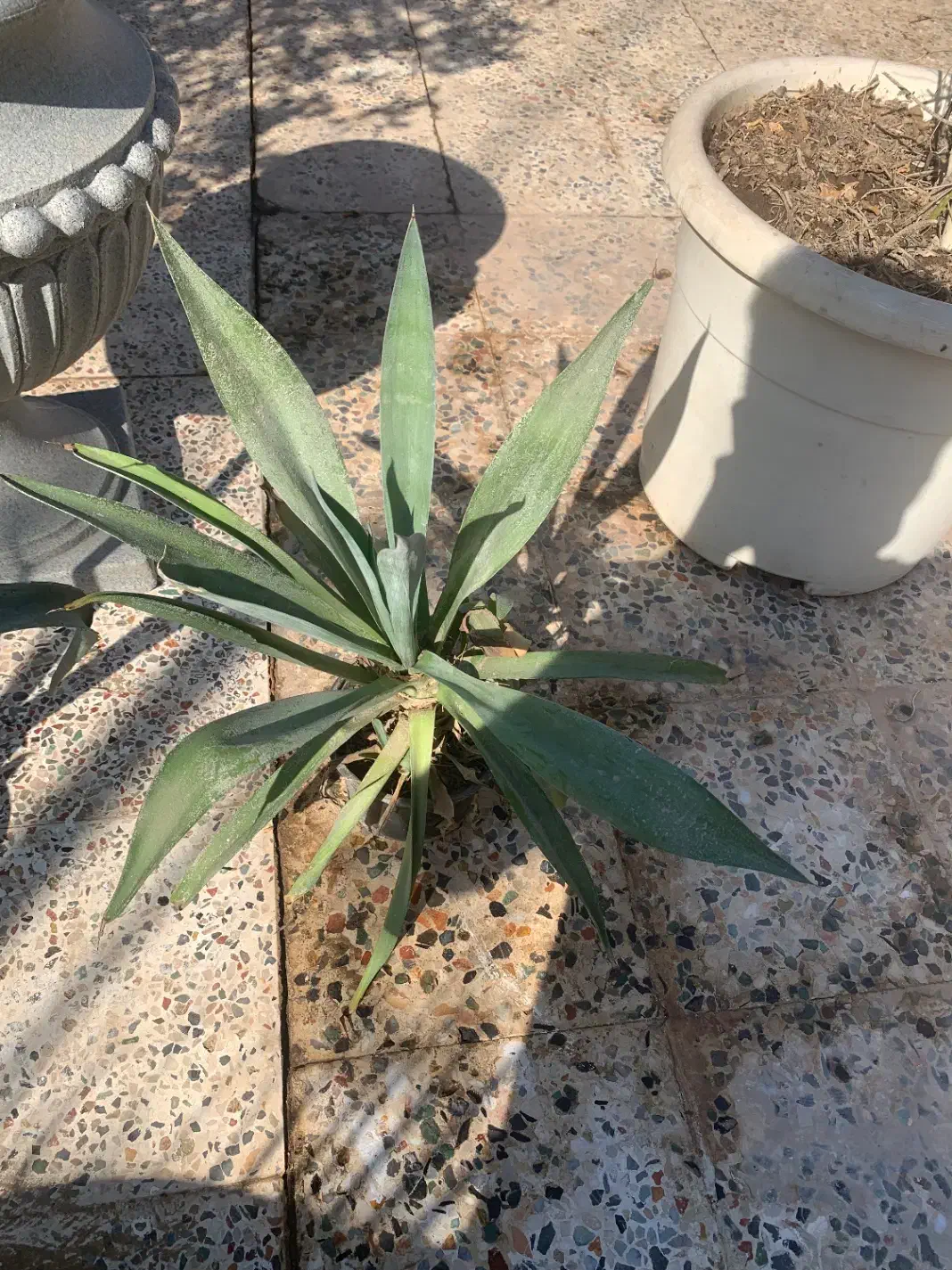 آلوورا ، آگاو|گل و گیاه طبیعی|اهواز, ۲۰۰دستگاه|دیوار