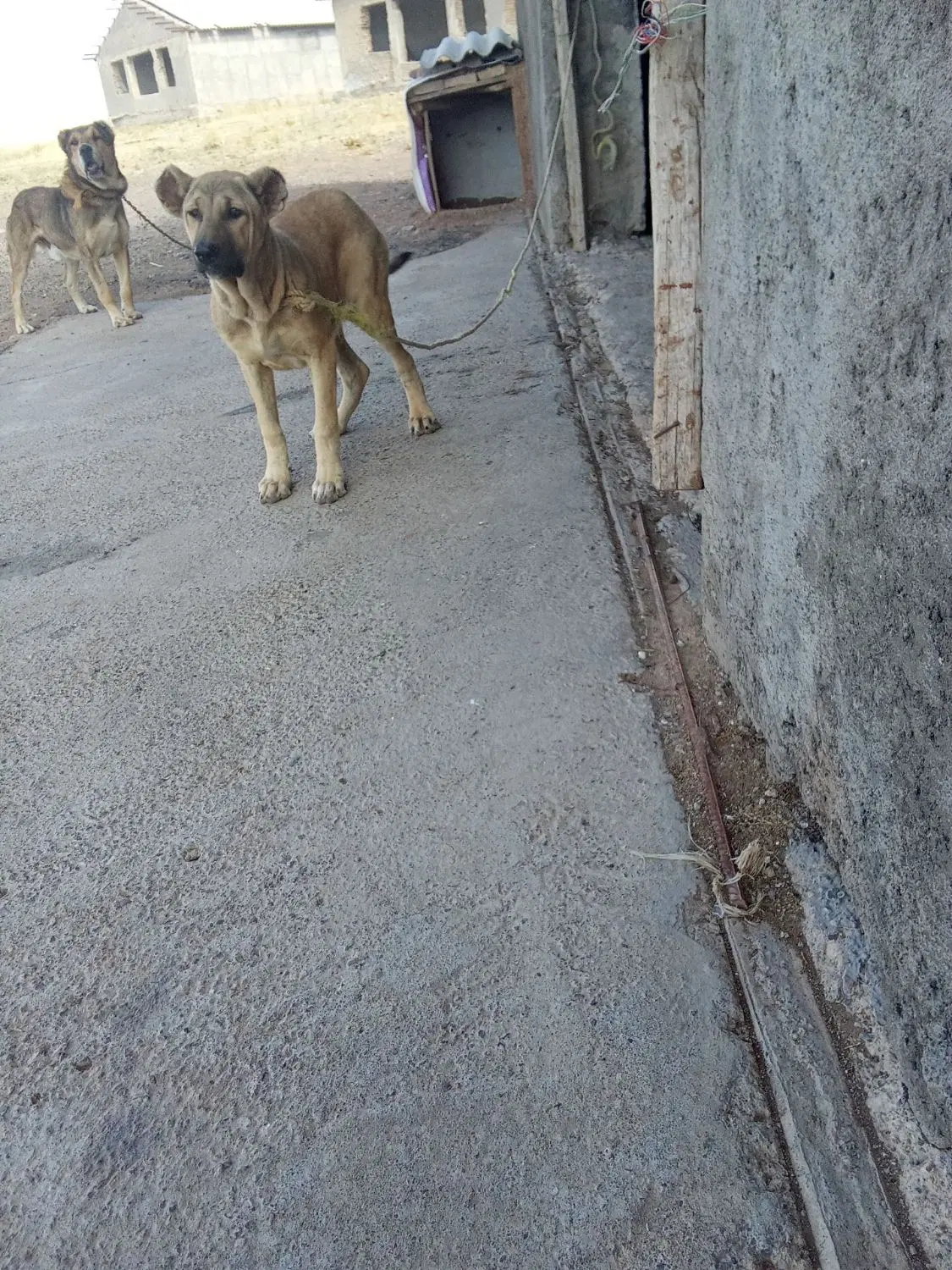 40300|سگ|ترکمانچای, |دیوار