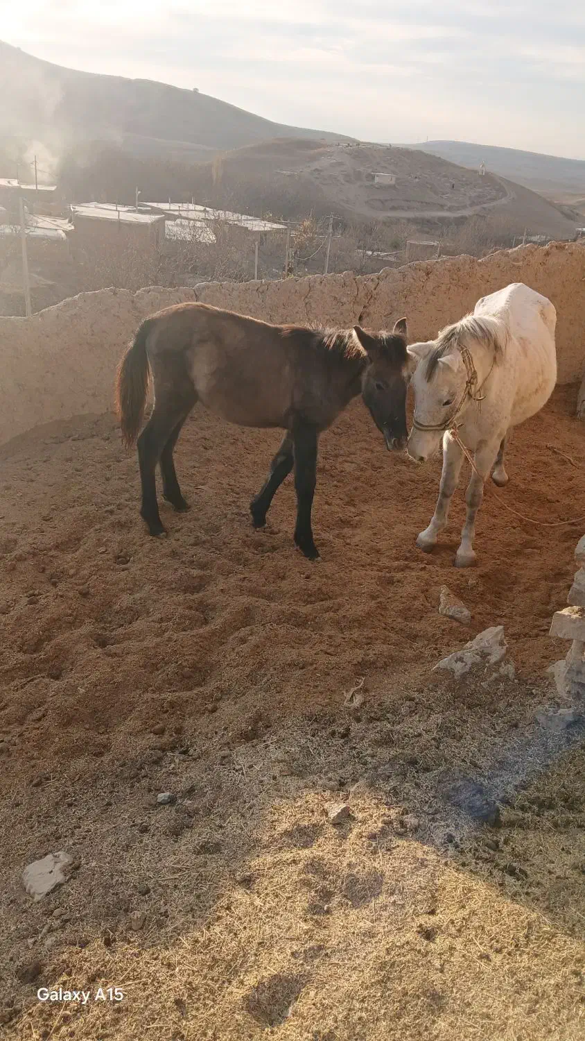 کره اسب نر آروم|حیوانات مزرعه|بجنورد, |دیوار