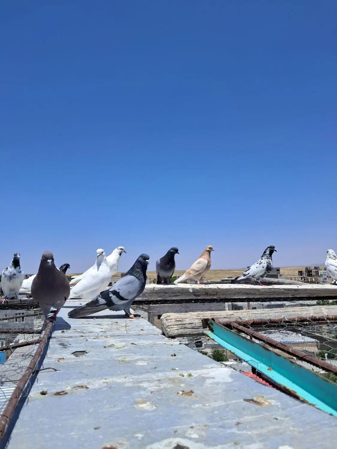 کبوتر یه جایی|پرنده|سریش آباد, |دیوار