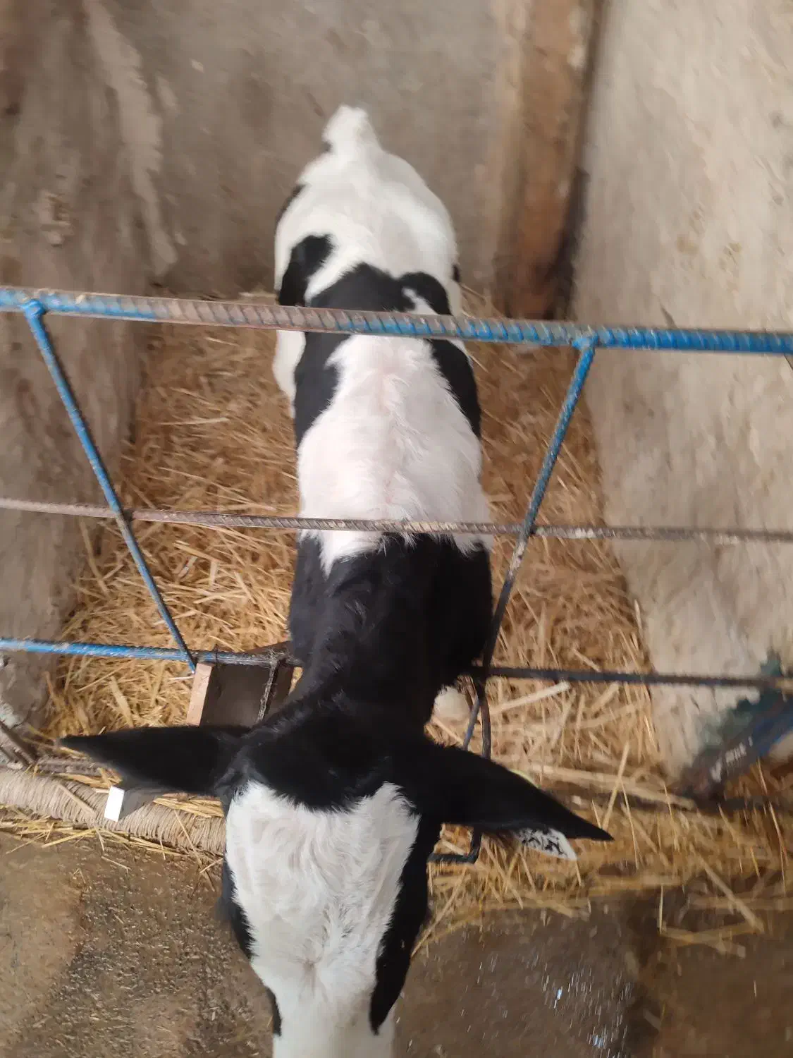 گوساله یا گاو|حیوانات مزرعه|اراک, |دیوار