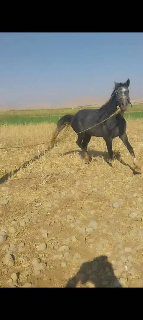 اسب ۳سال نریون|اسب و تجهیزات اسبسواری|ایذه, |دیوار