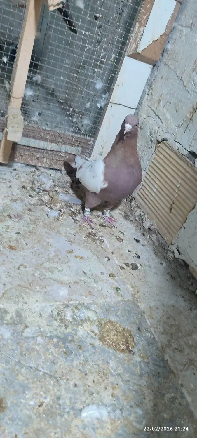 کبوتر|پرنده|شیراز, زیباشهر|دیوار