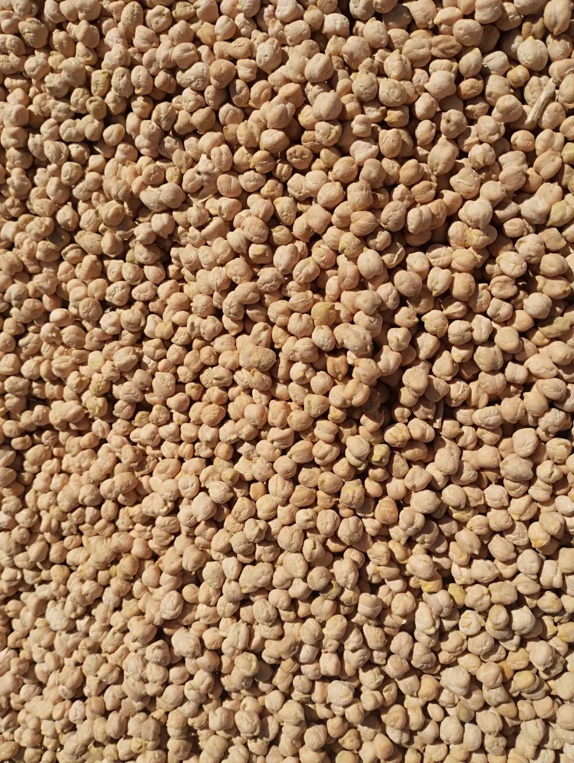 نخود بذر|عمده‌فروشی|سنندج, |دیوار