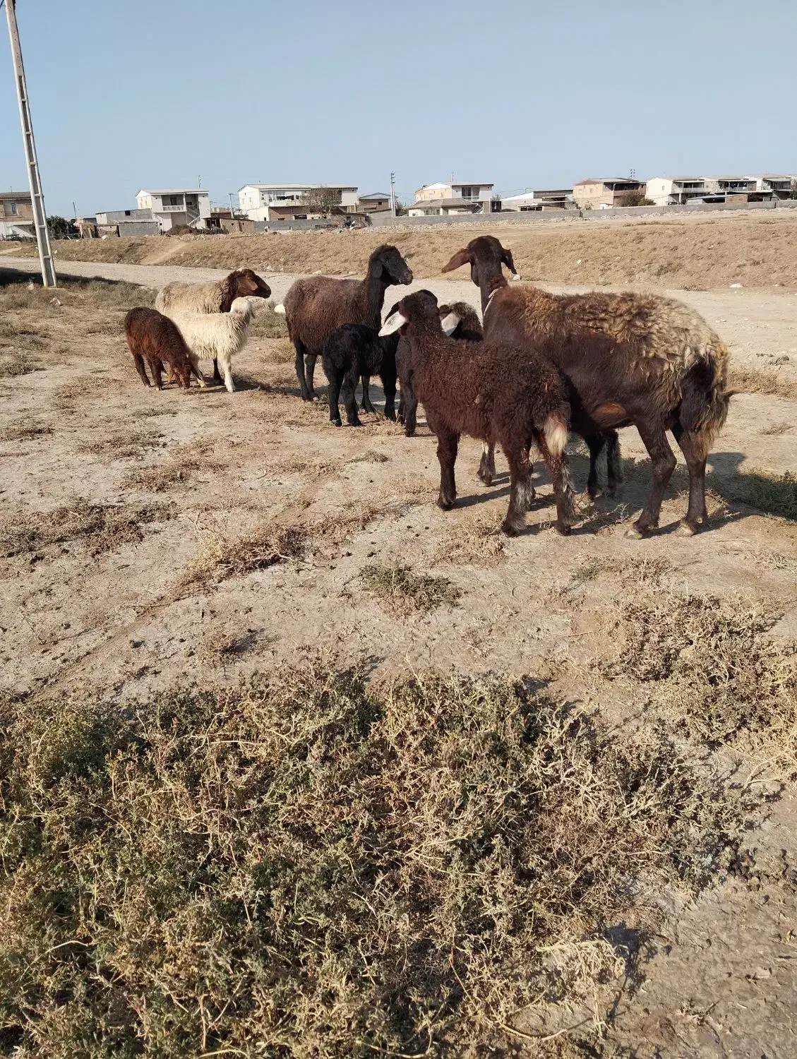 ۳راس گوسفنددوقلو|حیوانات مزرعه|سیمین شهر, |دیوار