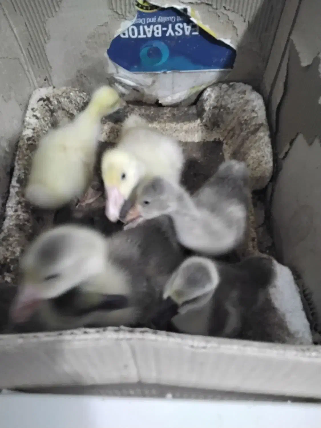 غازو قو غاز از یک روزه تا دوماهه موجود است|حیوانات مزرعه|نگین شهر, |دیوار