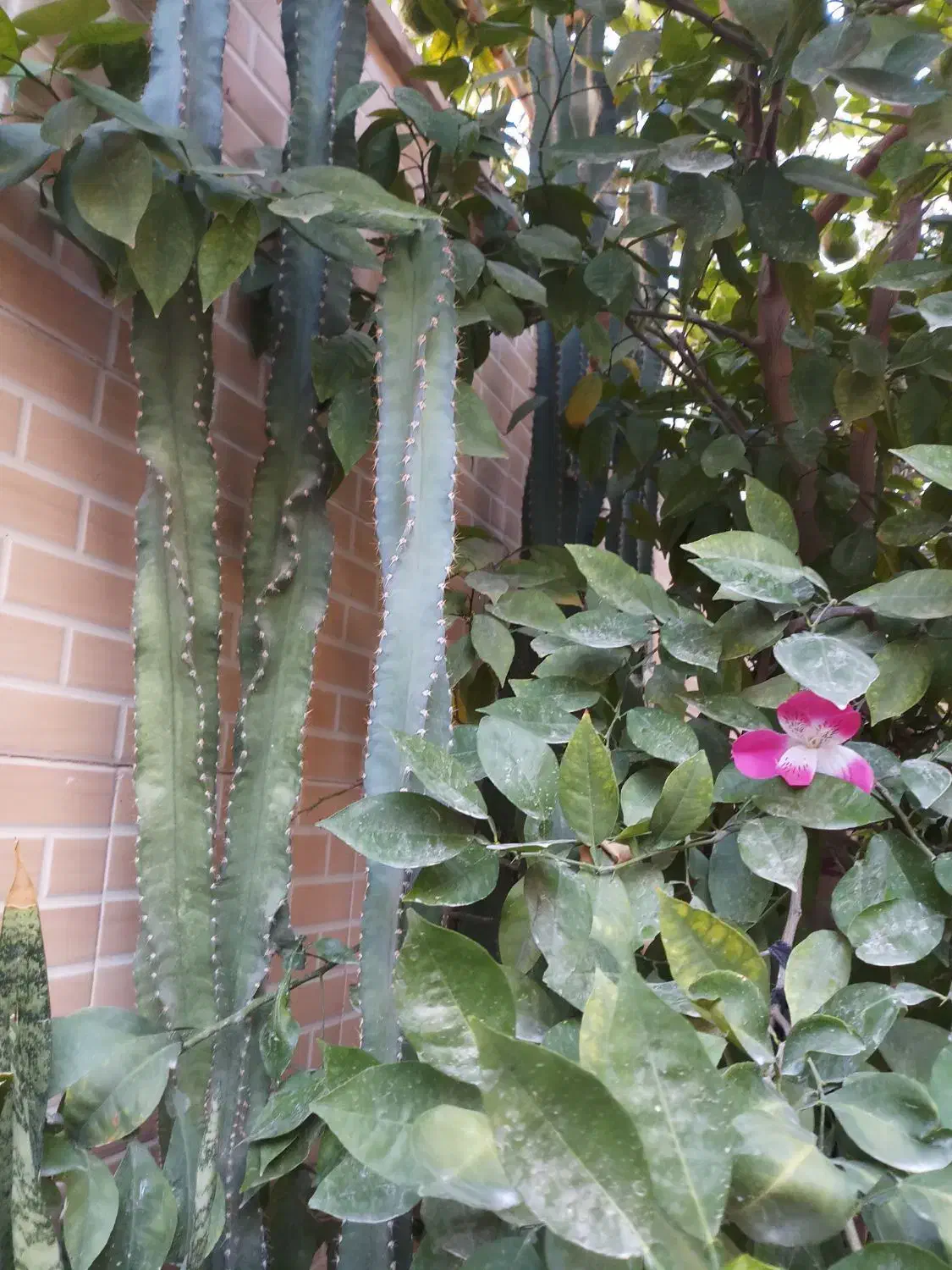 کاکتوس|گل و گیاه طبیعی|بندر گناوه, |دیوار