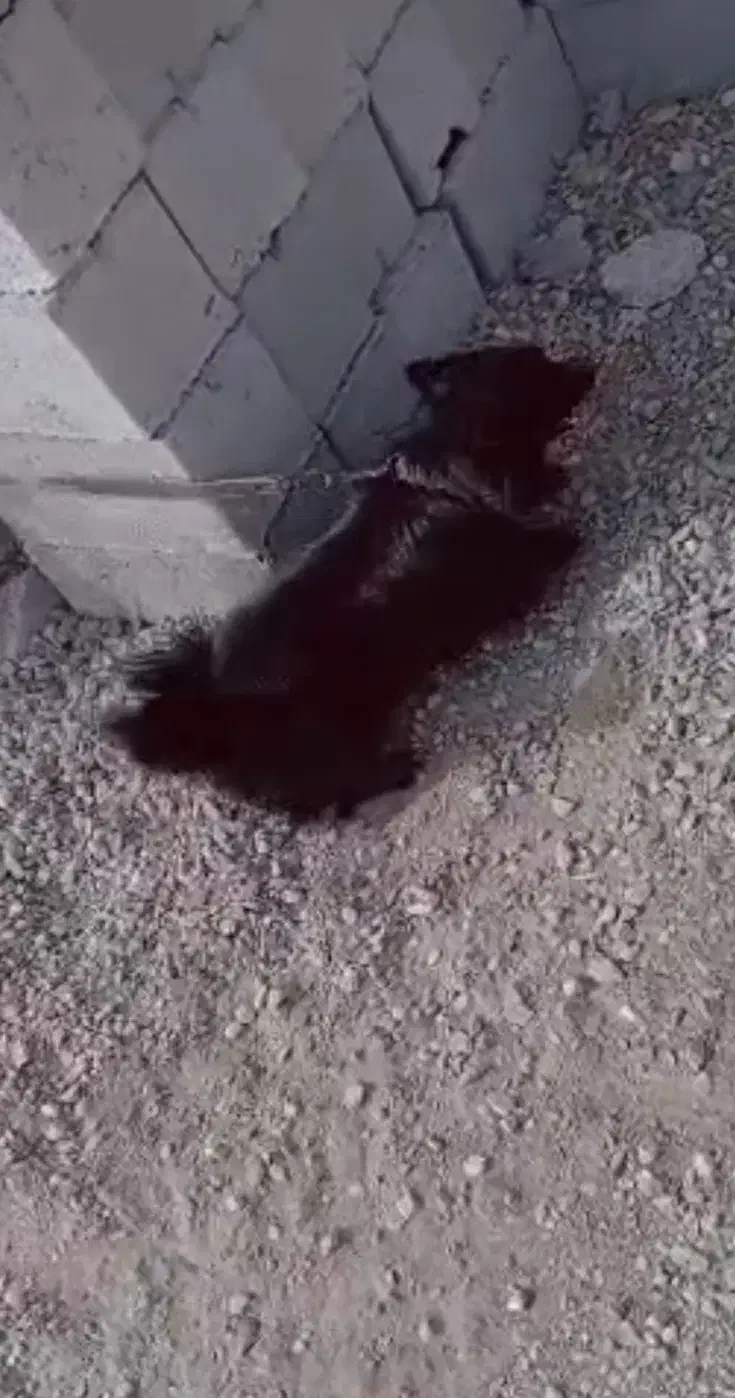 فروشی|سگ|کهنوج, |دیوار