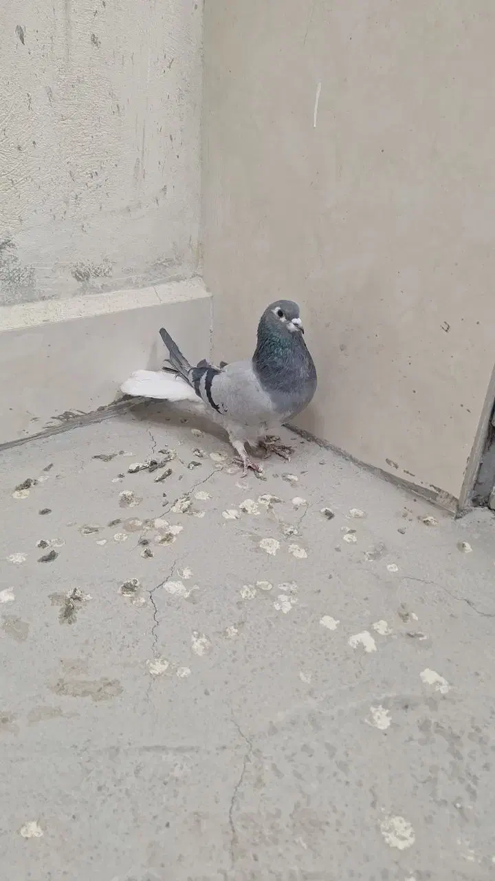 کبوتر|پرنده|اصفهان, شهید رجایی|دیوار