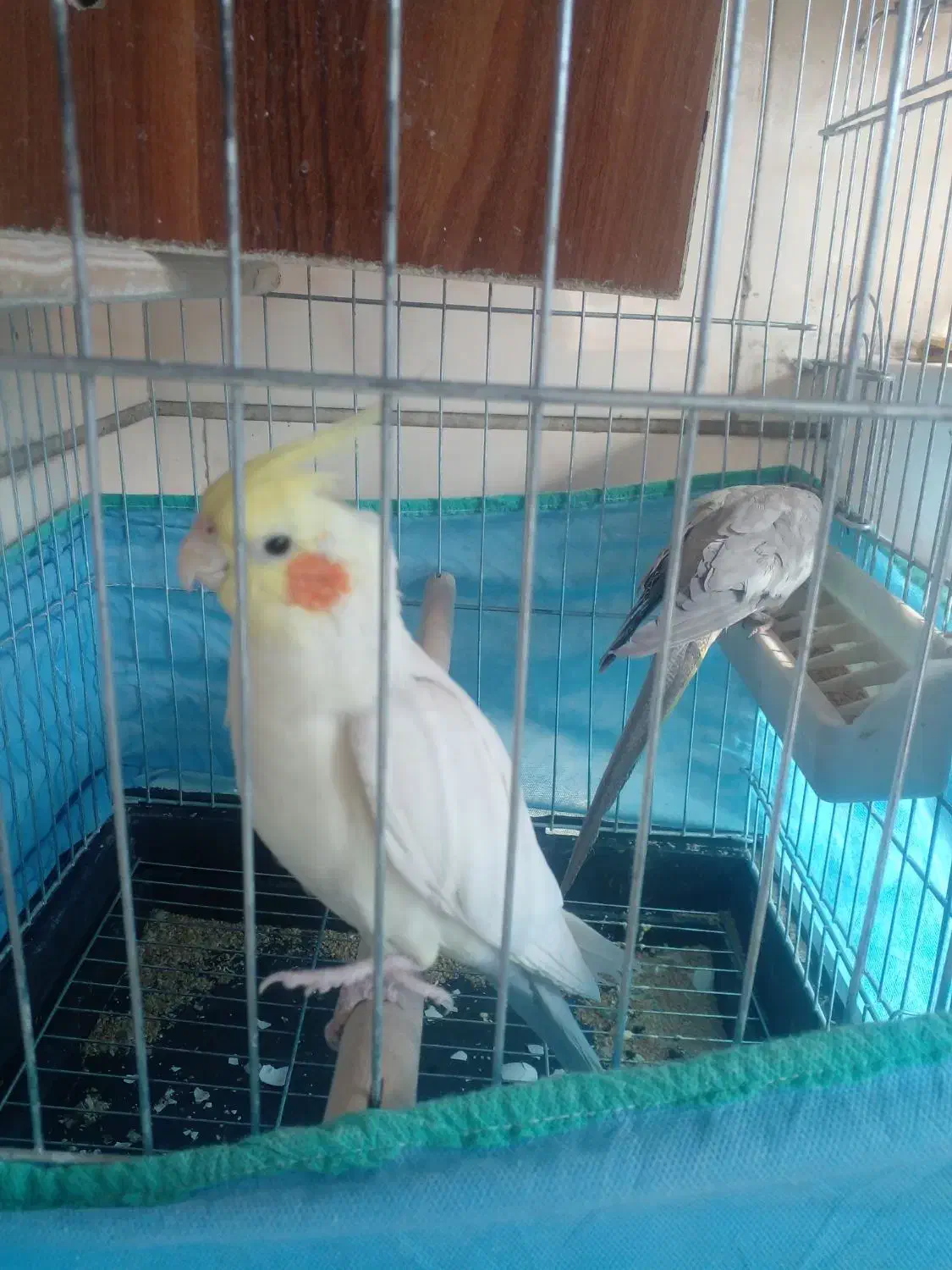 طوطی عروس ومرغ عشق|پرنده|قزوین, |دیوار