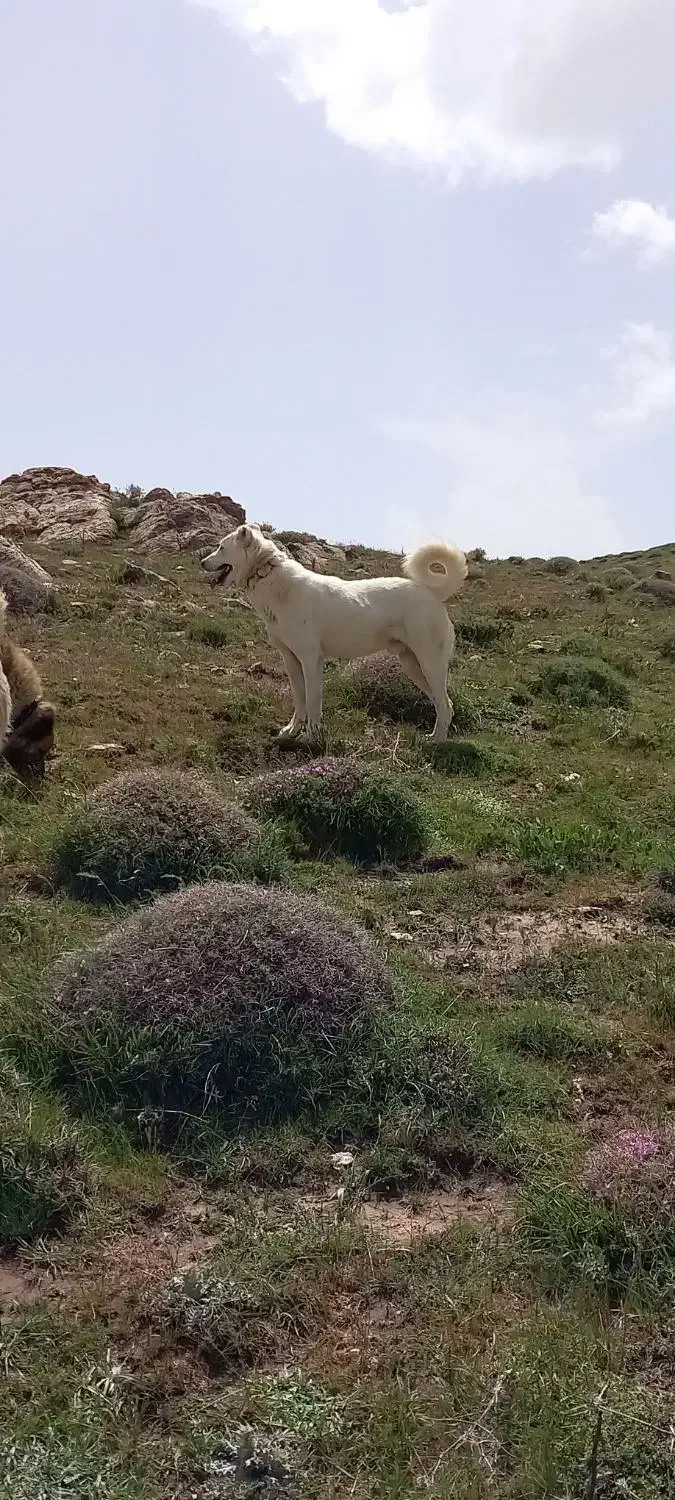 سگ نژاد قدیدم|سگ|انگوران, |دیوار