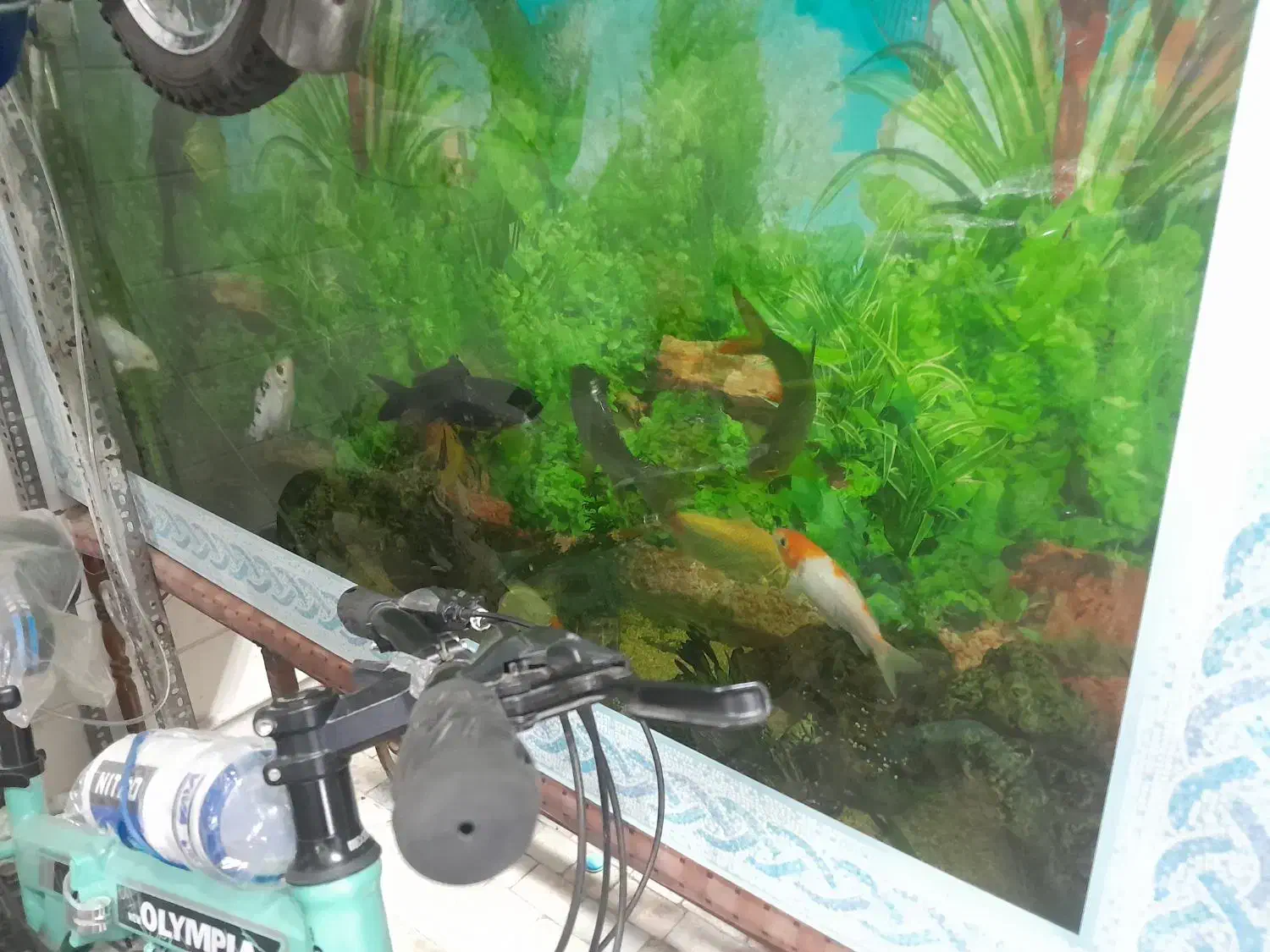 اکواریوم با ماهی|ماهی|اردکان, |دیوار