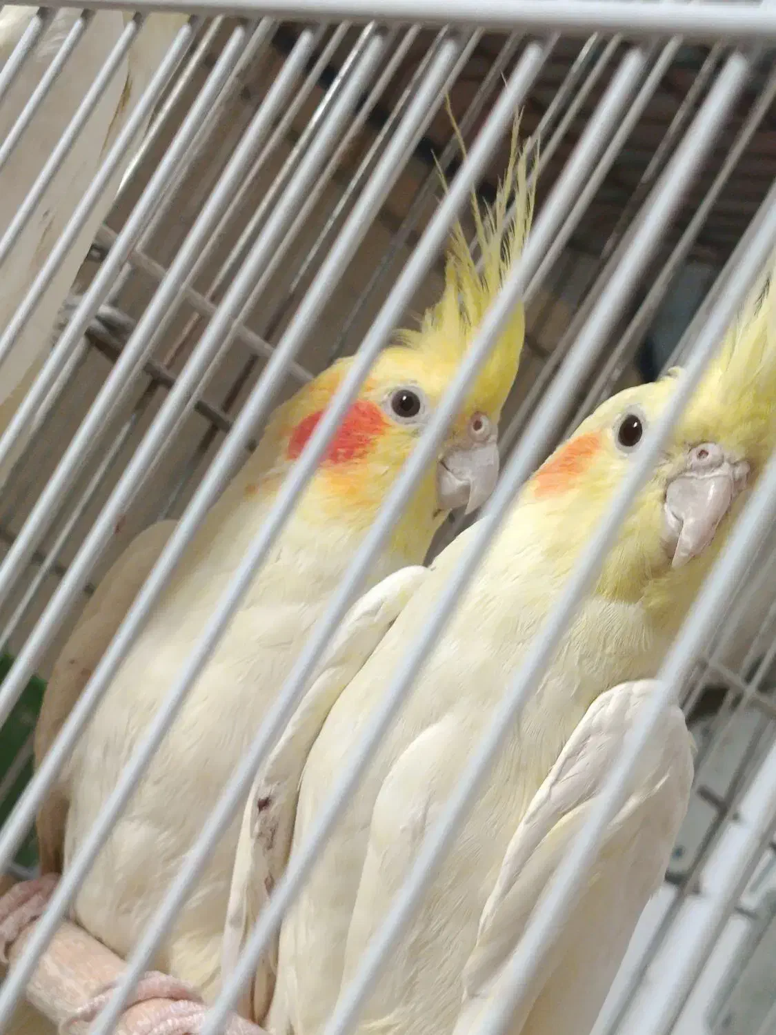 جفت عروس هلندی فوق مولد به شرط با ضمانت ۴تا جوجه|پرنده|شیراز, شهرک صدا و سیما|دیوار