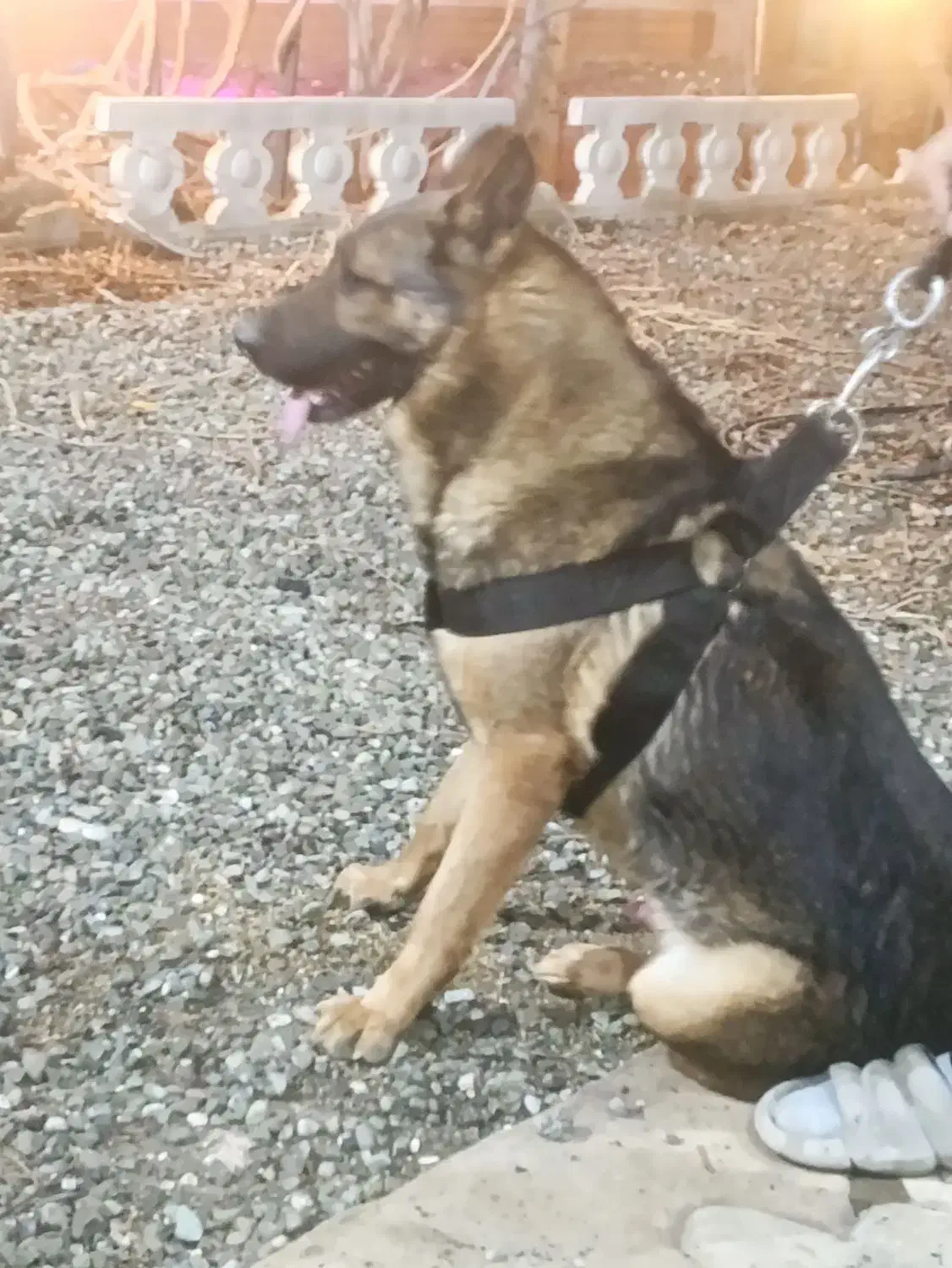 سگ ژرمن گارد|سگ|باغستان, |دیوار