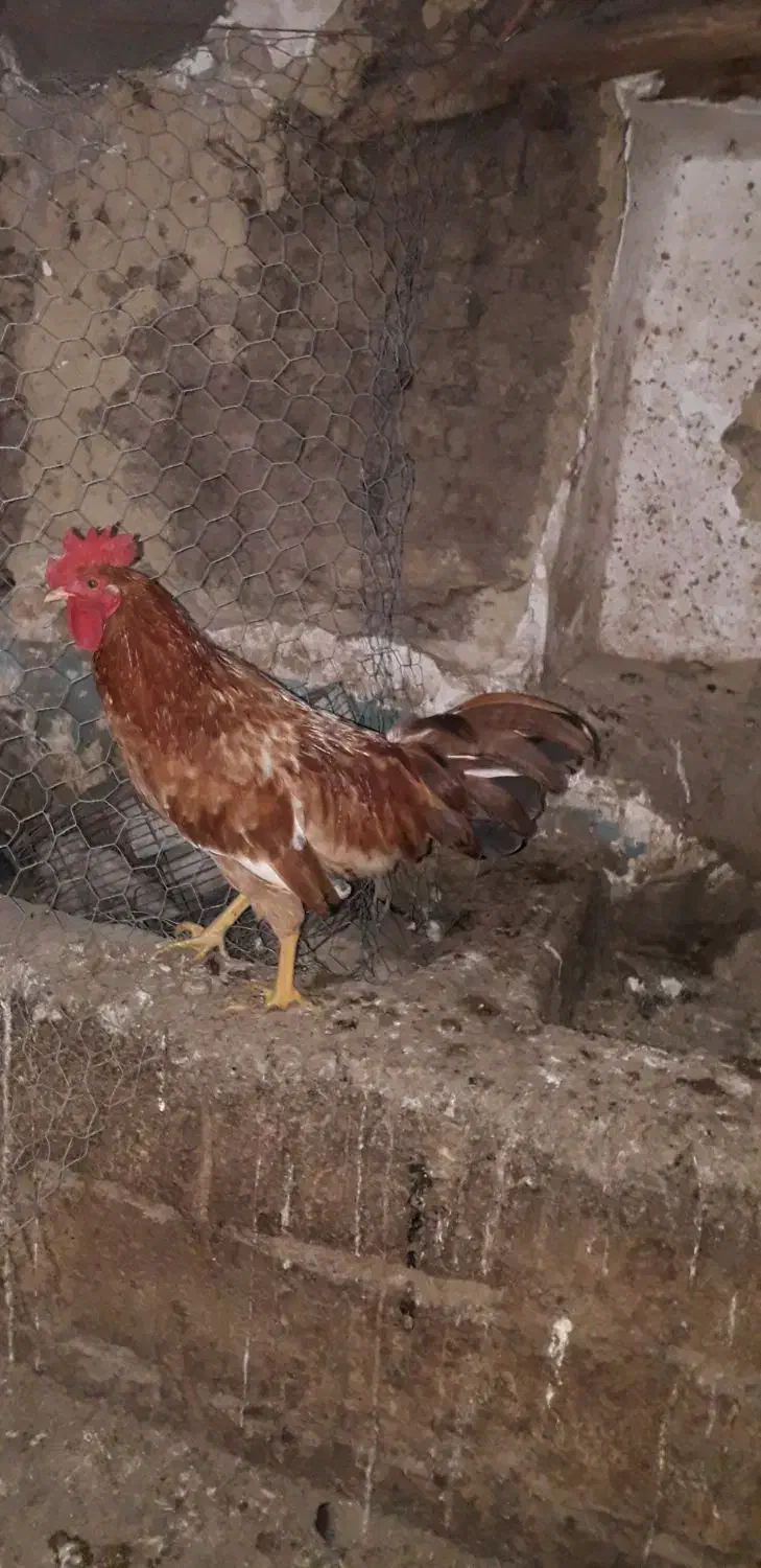 خروس محلی|حیوانات مزرعه|سردشت, |دیوار